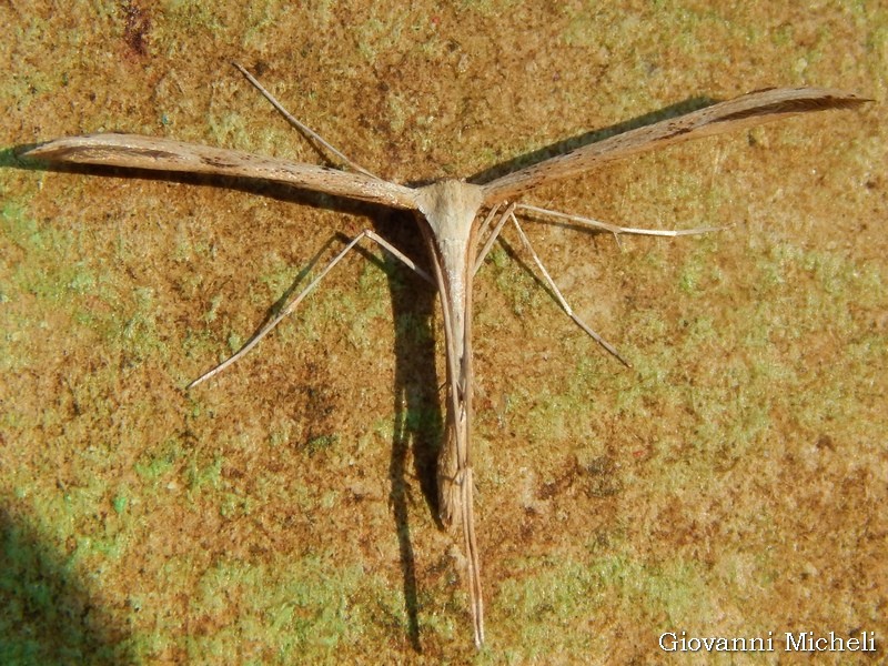 Richiesta conferma per Emmelina monodactyla